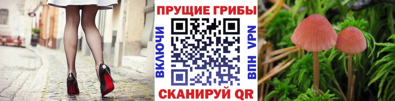 Купить  Калининец  Галлюциногенные грибы Psilocybine cubensis 